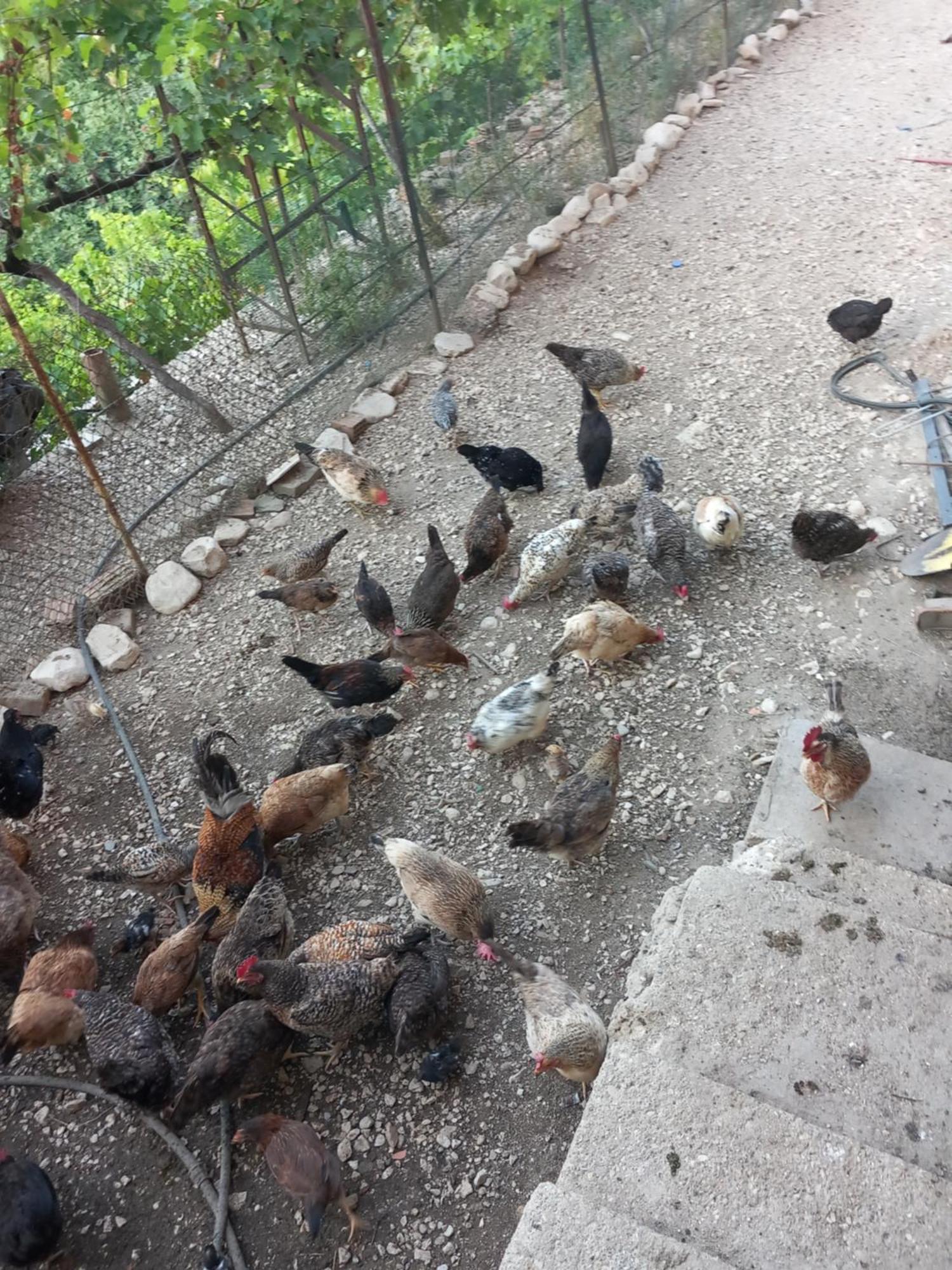 Guesthousemantho Gjirokastër Esterno foto
